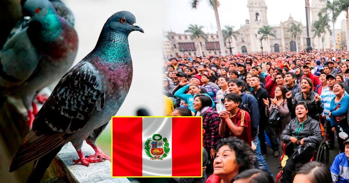 ¿Por qué en Chile dicen que los peruanos 'comen palomas'?