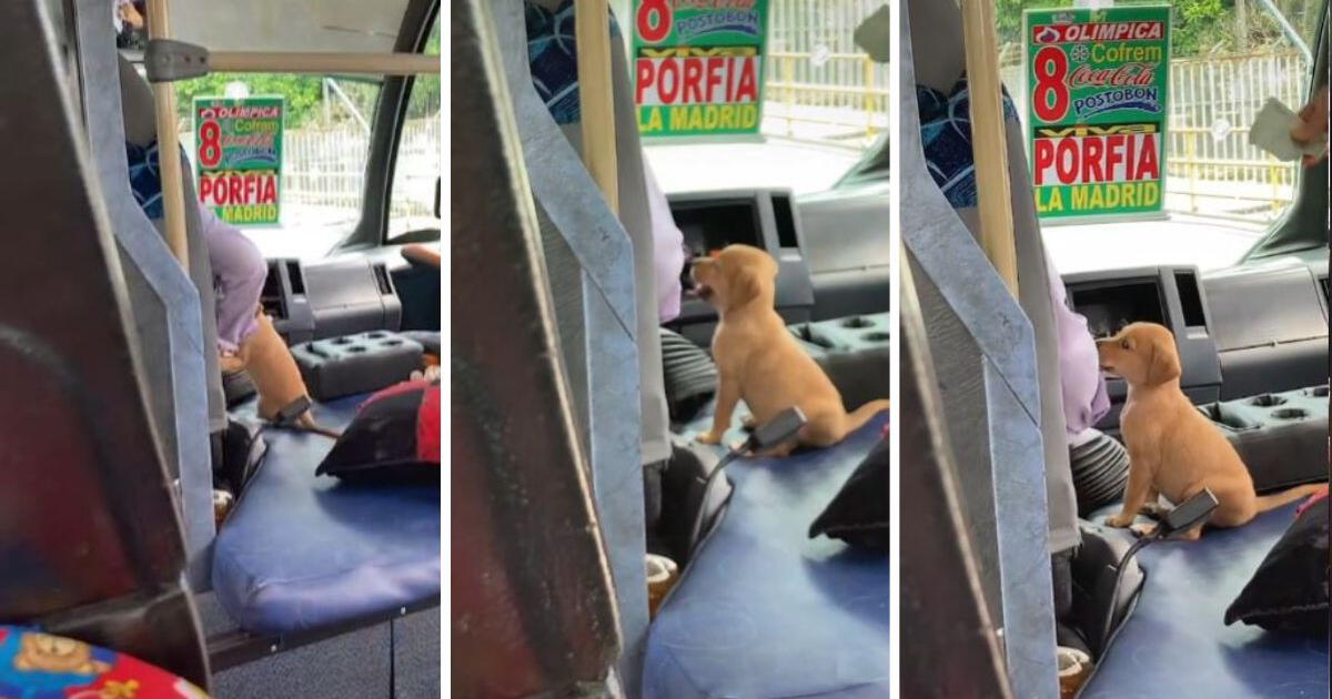 Tiktok Chofer Lleva A Su Perrito Al Trabajo Para No Dejarlo Solo En