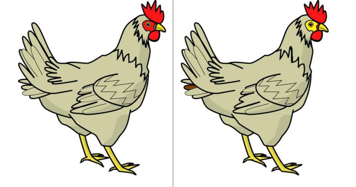 ¿Eres HÁBIL? Descubre los 5 detalles que NO coinciden entre las gallinas en 8 segundos