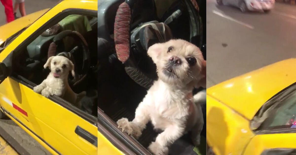 Pasajero busca taxi y se sorprende por perrito conductor: 