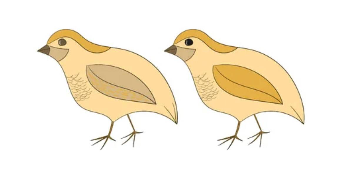 Hay 3 errores entre las palomas del desafío: ¿Qué tan veloz serás para detectarlas?