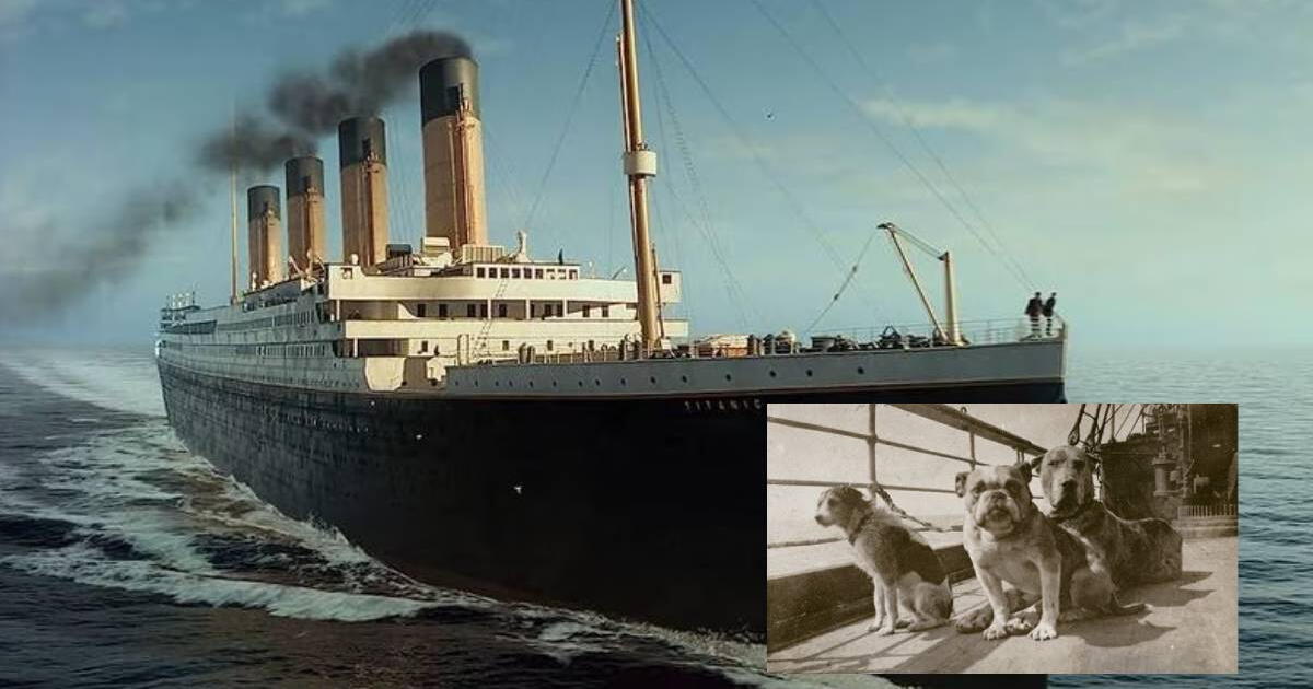 Titanic: así fue el homenaje a los 12 canes fallecidos que nadie percibió en la cinta