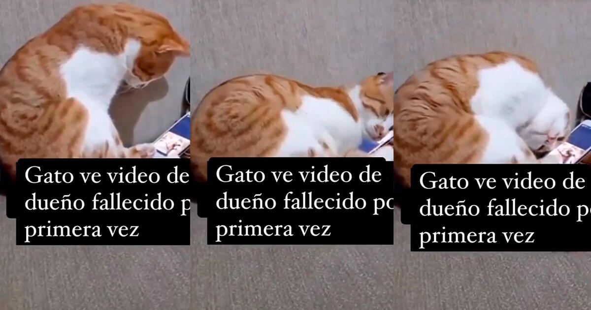 Gatito y su conmovedora reacción tras ver un video de su dueño fallecido: 