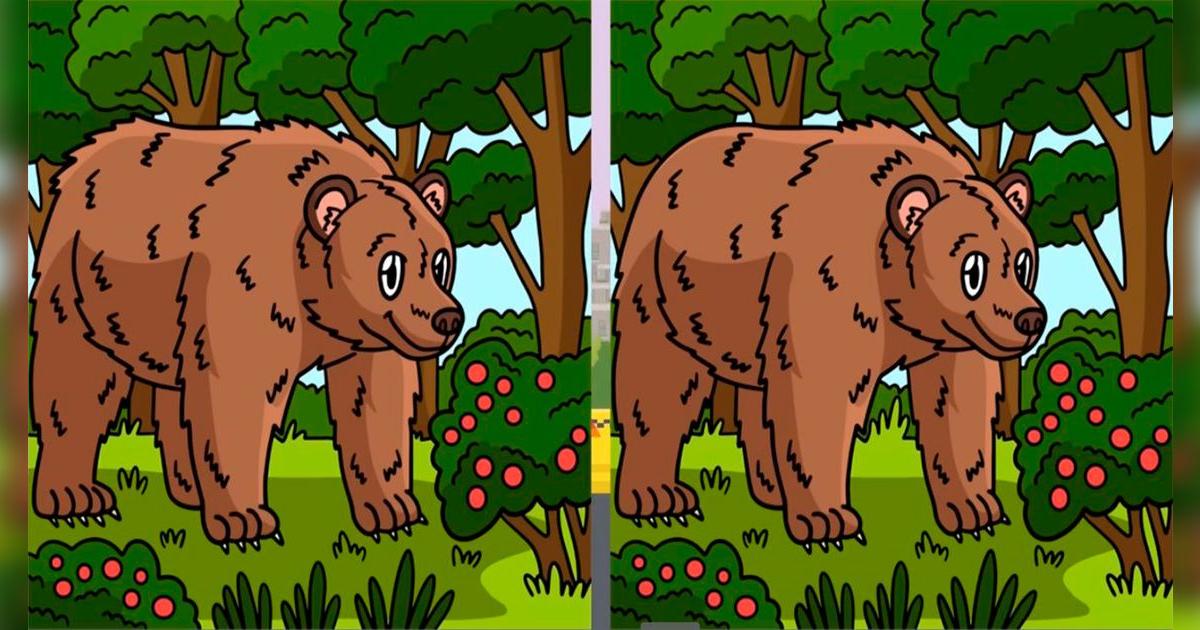 Intenta ubicar las 3 diferencias en el simpático oso, el 98% no superó este reto