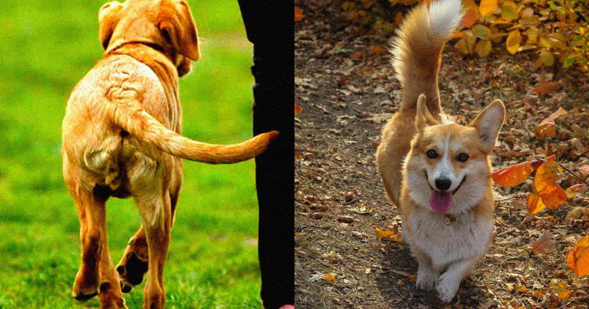 Happy, aggressive or fearful? Discover everything your dog can communicate with its tail.