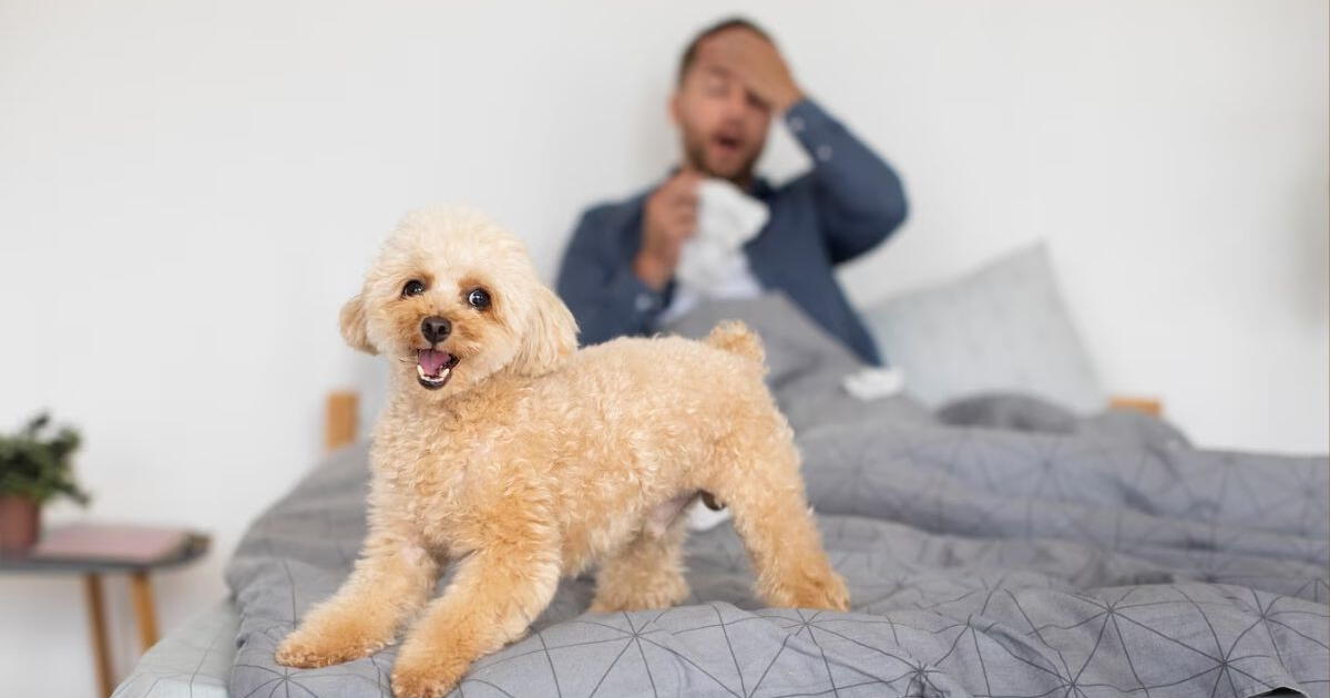 ¿Duermes con tus mascotas en tu cama? Mira el peligro que estaría corriendo tu salud