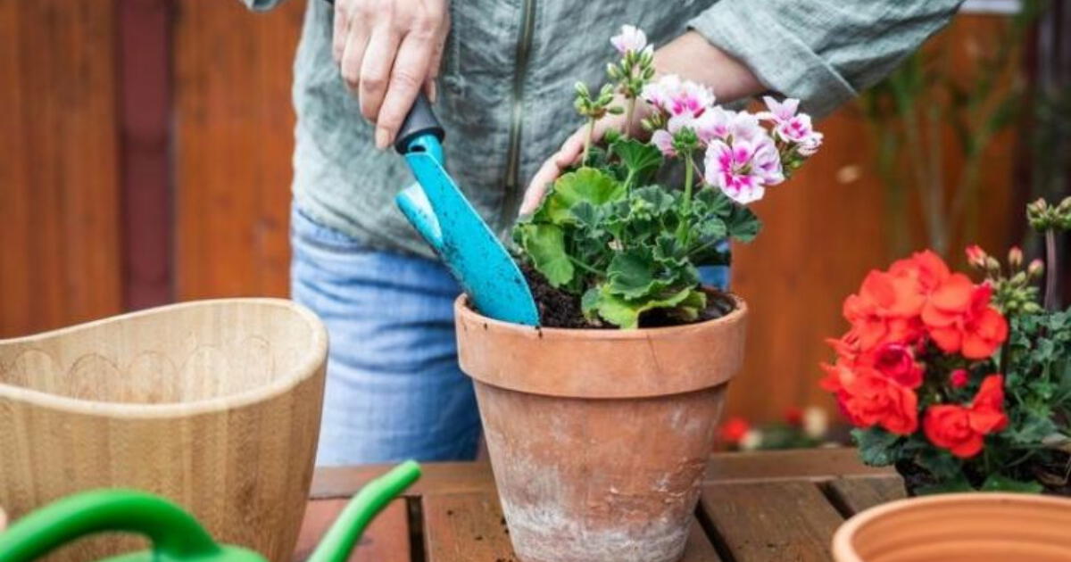 Los mejores trucos caseros para que tus plantas florezcan todo el año