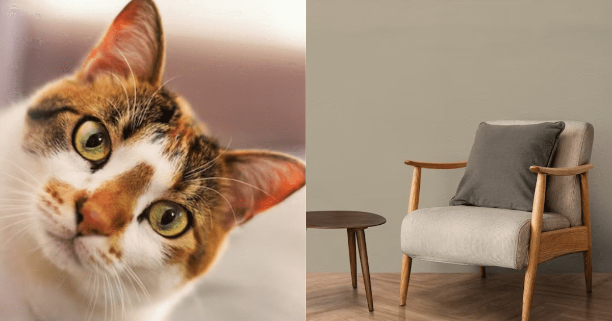 Descubre 4 increíbles trucos para que tus gatos nunca vuelvan a dañar tus muebles