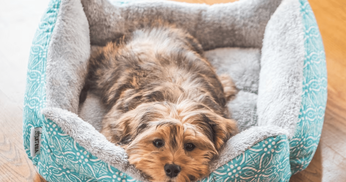 Keep your pet's bed always clean and disinfected with these 5 tips.