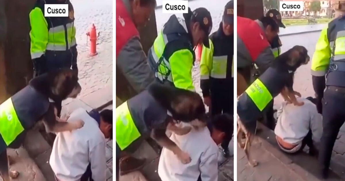 Perro serenazgo encuentra a joven ebrio en Cusco y lo despierta para que vuelva a su casa