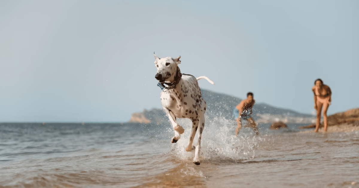 ¿Quieres ir a la playa con tu perro? Sigue estos consejos para que pierda el miedo al agua