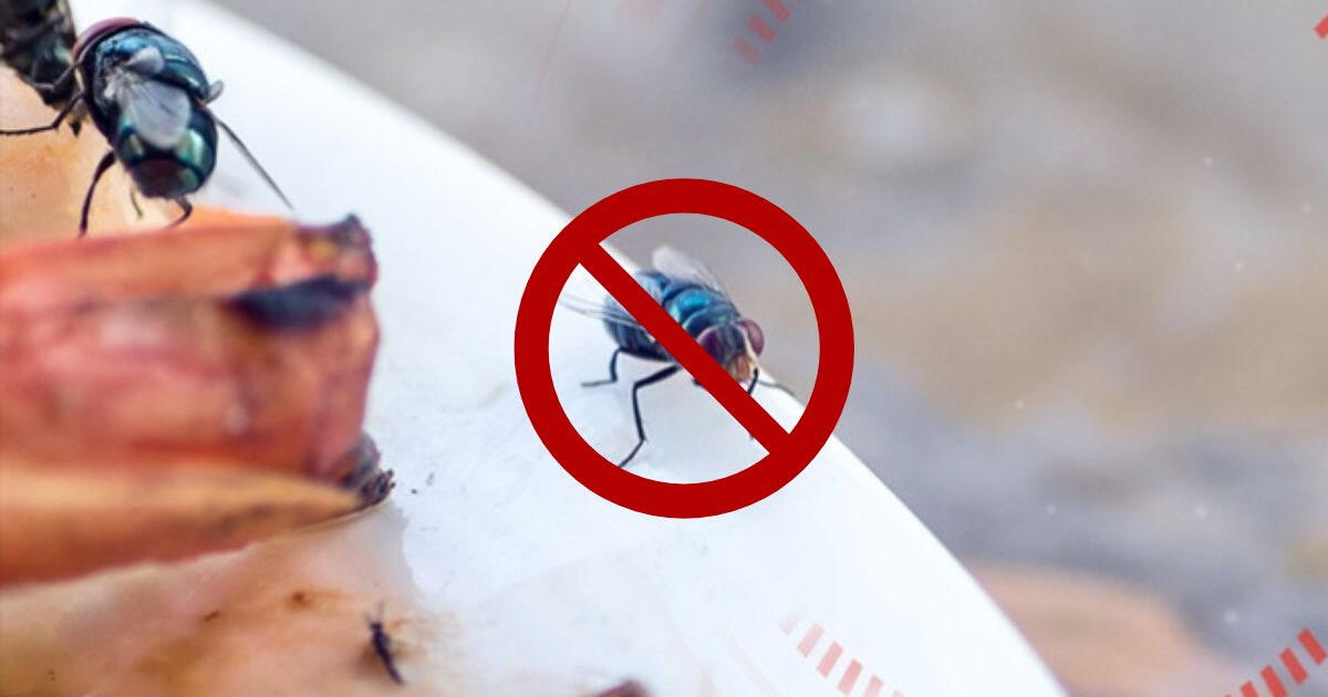 ¿Cuál es el truco casero con agua que te ayudará a eliminar las moscas en tu casa?