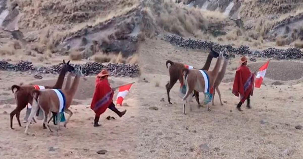 Peruvian man parades his llamas during National Holidays and evokes excitement.