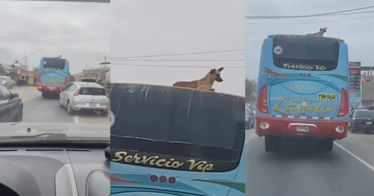 Perrito se traslada en la parte superior de bus interprovincial sin ser descubierto: 