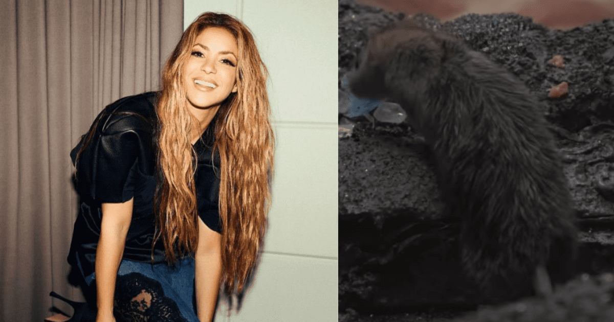 Shakira gritó de horror al cruzarse con una rata en plena grabación de videoclip