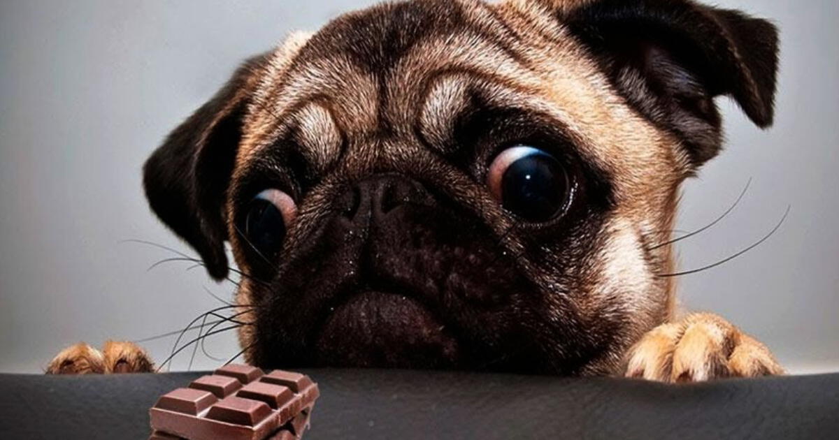 Esta es la sorprendente razón por la que nunca debes darle chocolate a tu perro