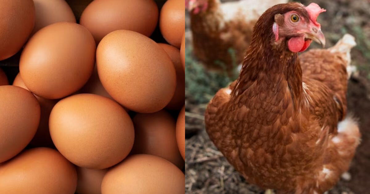 ¿Quién fue primero, el huevo o la gallina? Esta fue la respuesta de ChatGPT