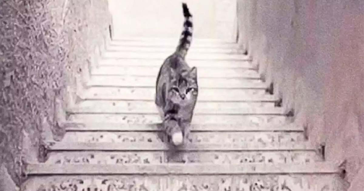 ¿El gato esta subiendo o bajando las escaleras? Responde y sorpréndete con sus revelaciones