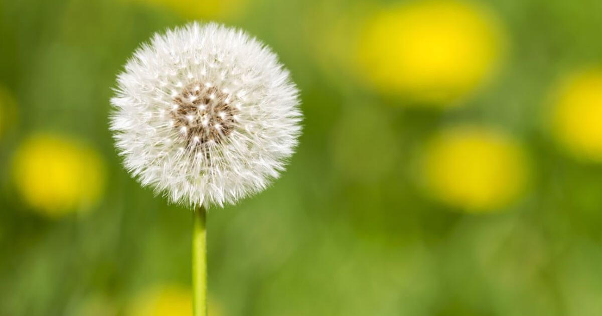 Diente de león: las propiedades para tu salud que quizás no conocías