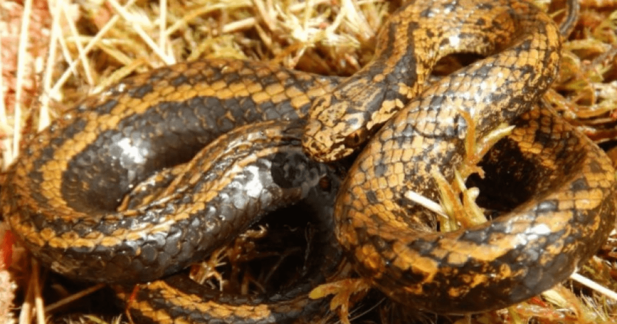 Hallan en Perú nueva especie de serpiente, la denominan 