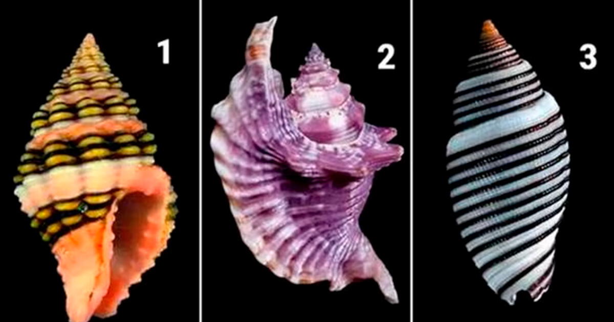 What do you need to improve your day? Choose a seashell and be amazed in seconds.