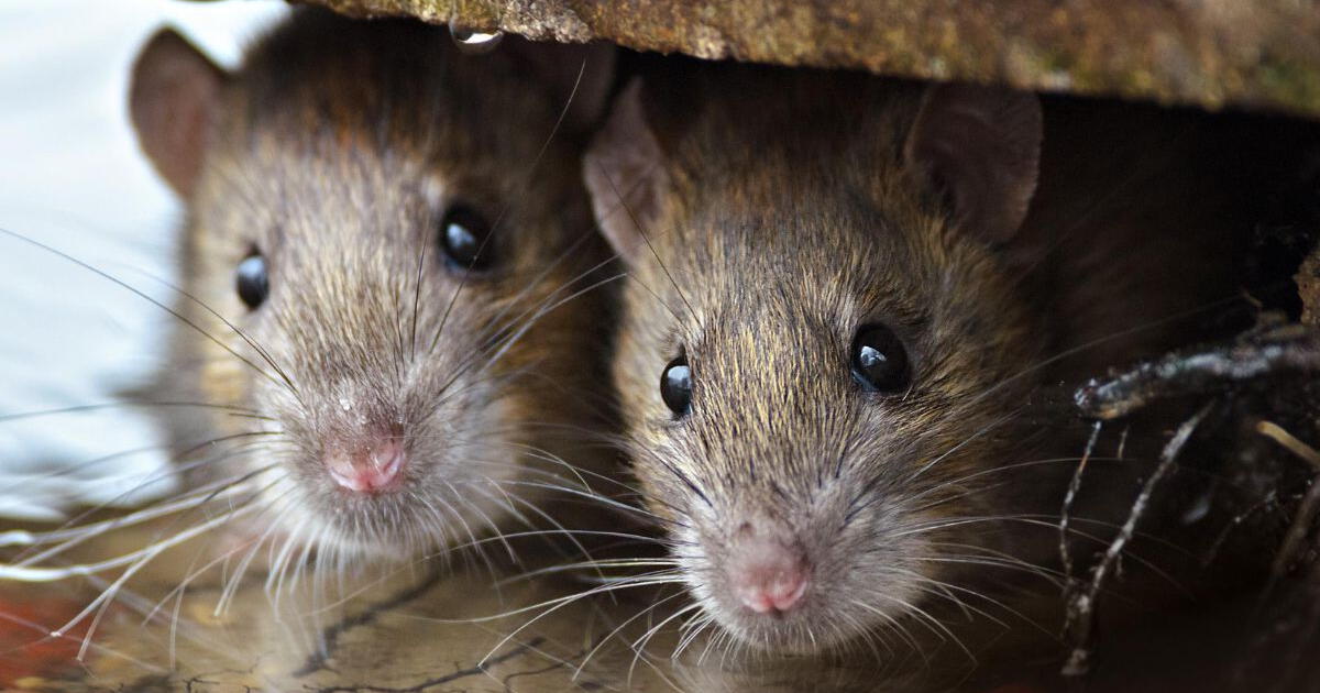 With this spectacular trick you will eliminate the presence of rodents in your house.