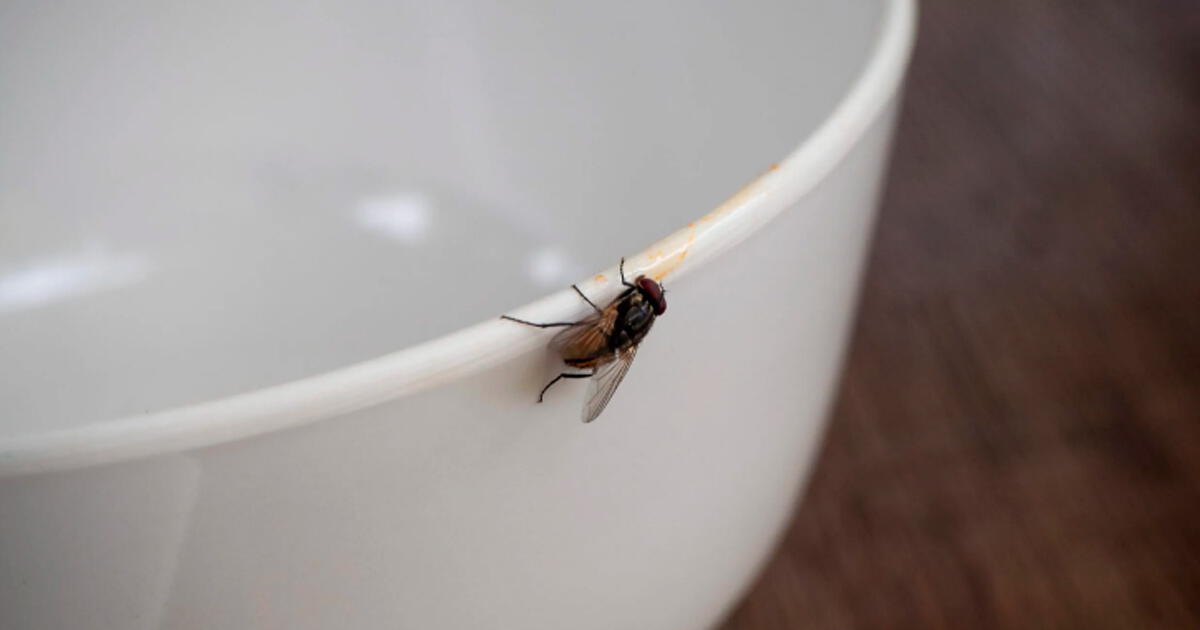 The ultimate life hack to eliminate the presence of flies in your house.