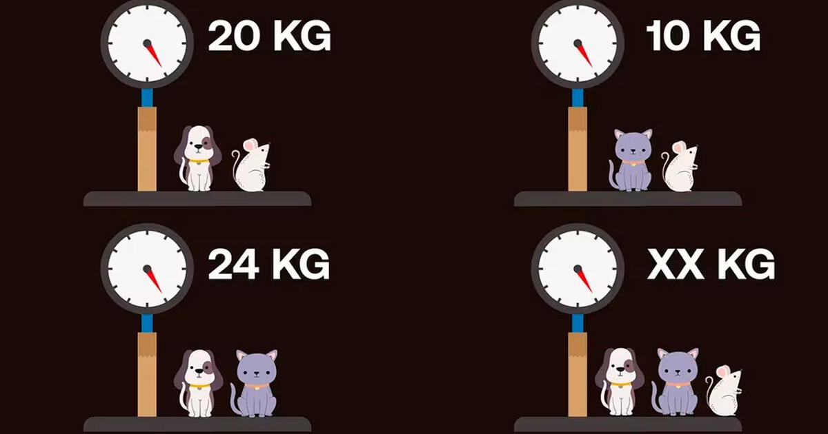 ¿Cuánto pesa el gato, el ratón y el perro? Saca a relucir tu lado matemático y halla la respuesta