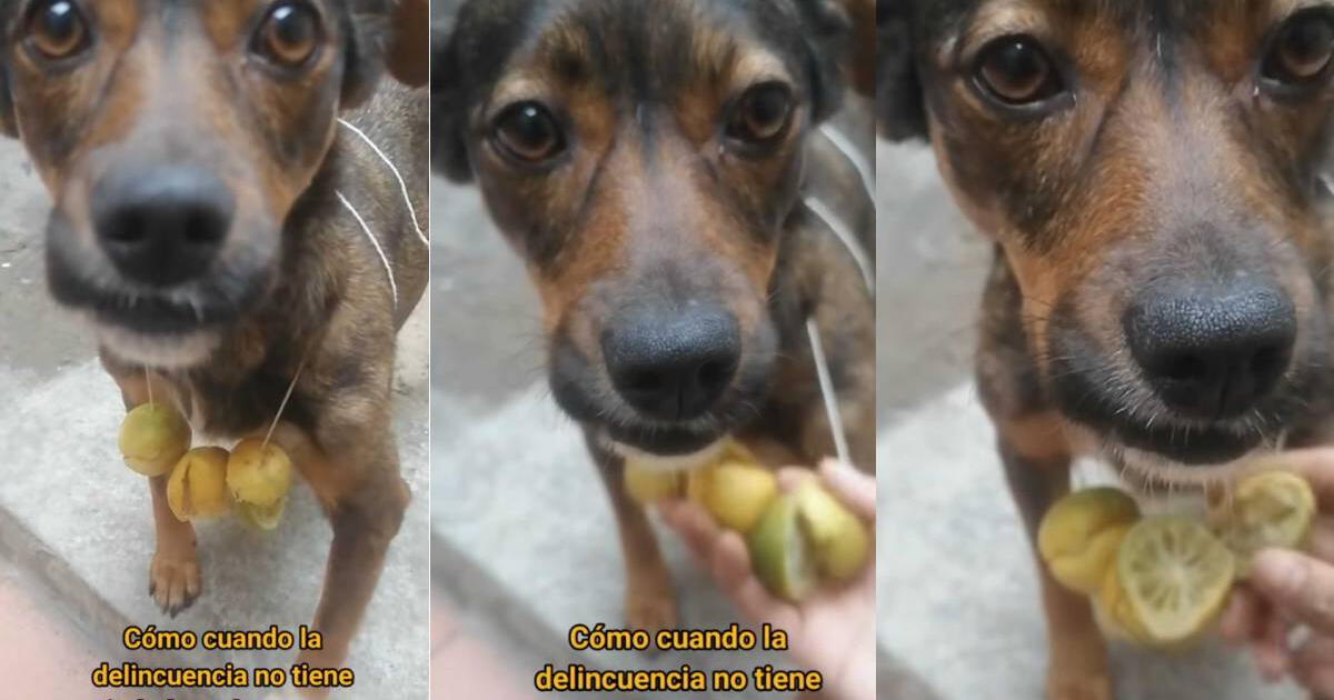 Perrito sale a pasear con collar de limones y les sacan el jugo: 