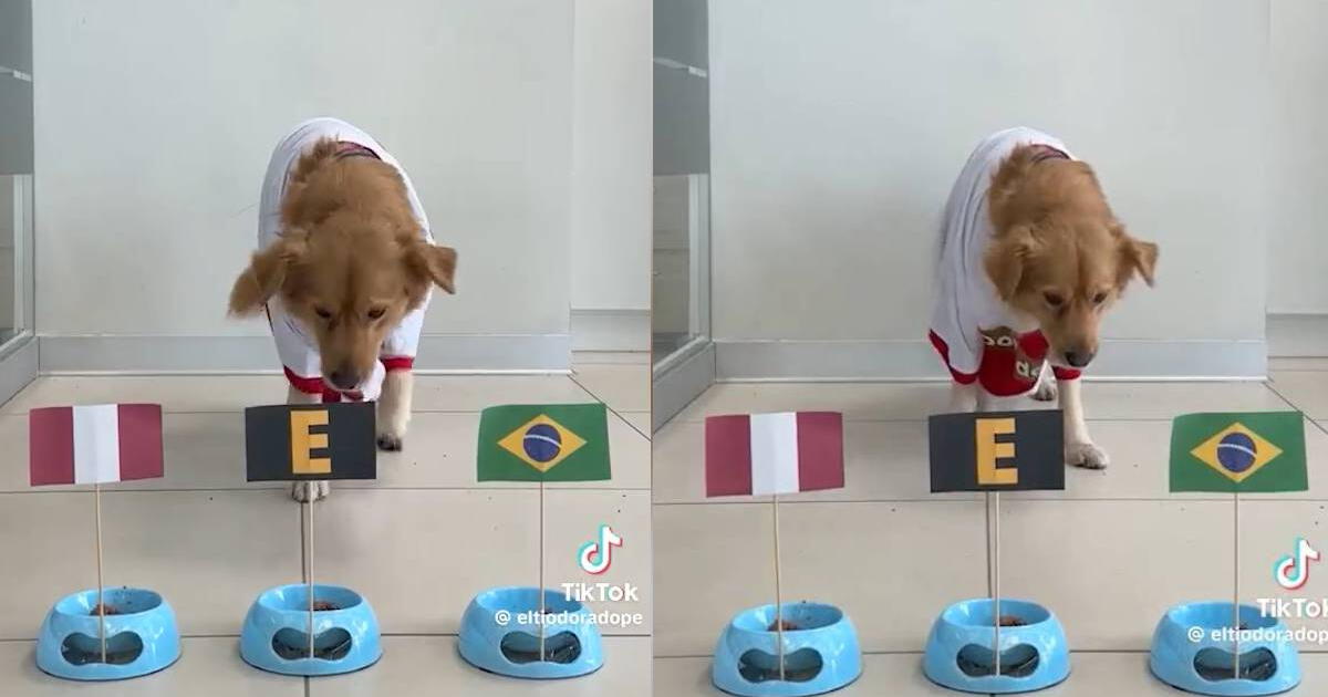 Perú vs. Brasil HOY: perrito da su score y desata la euforia en redes sociales