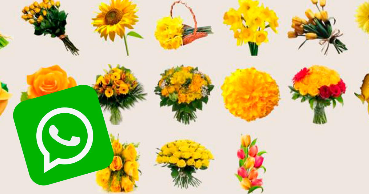 WhatsApp: ¿Cómo descargar los mejores stickers de flores amarillas en la app?