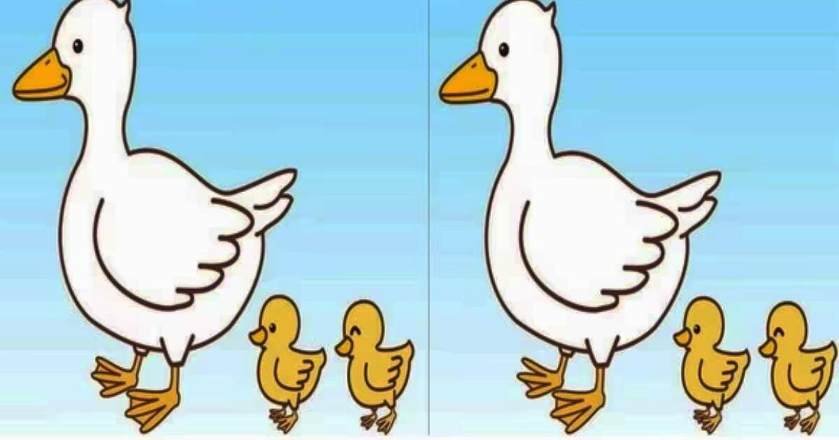 Can you find the 3 differences in the ducklings? Complete this challenge in 10 seconds.