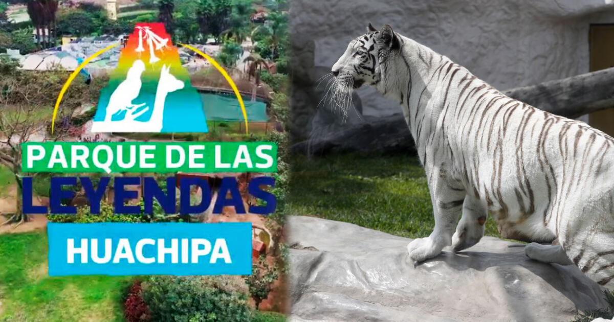 Nuevo Parque de las Leyendas en Huachipa: ¿Qué animales se encuentran en el zoológico?