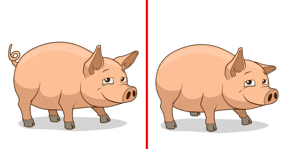 ¿Podrás ubicar las 3 diferencias entre los cerdos? Demuestra tu agilidad con este reto