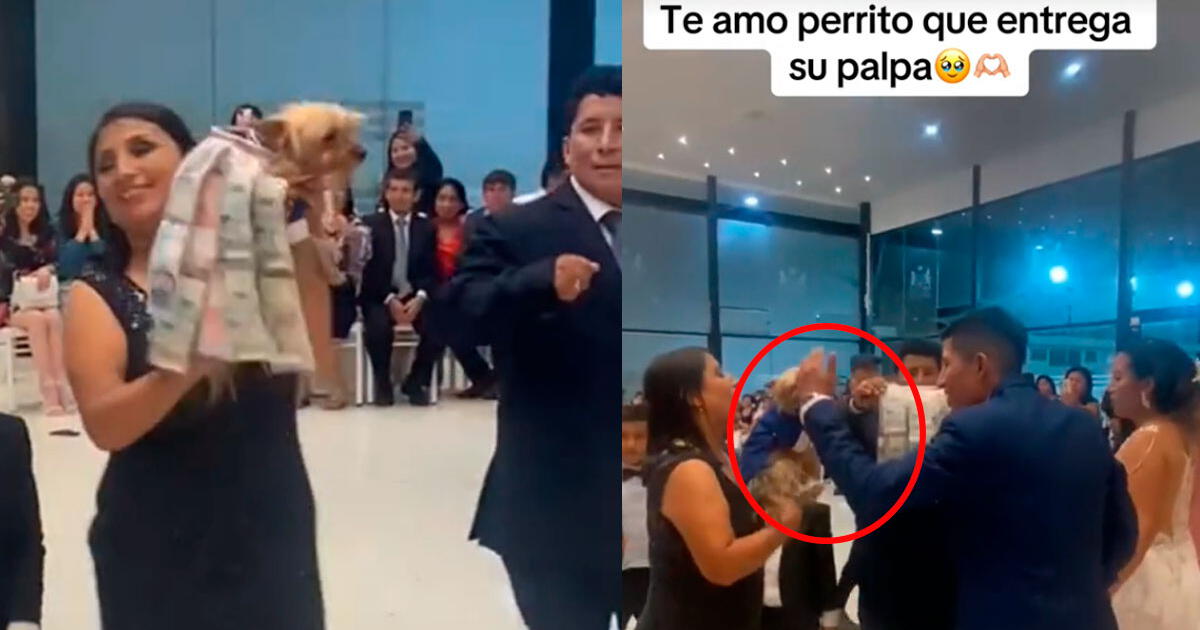 'Perro magnate' llega forrado de billetes a boda y novio le agradece la donación