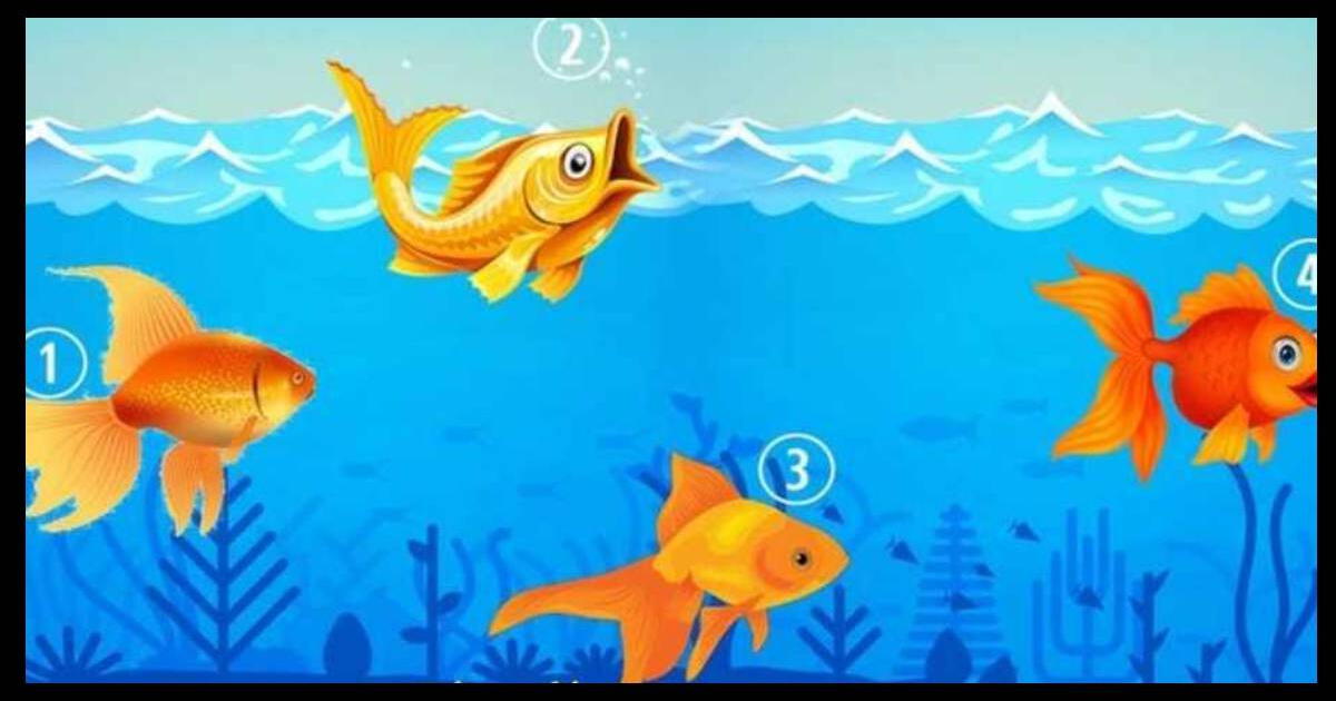 Elige uno de los peces y descubre cómo te ven los demás en tu entorno