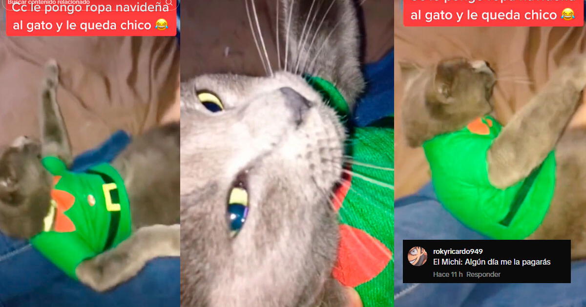 Visten a gato con ropa ajustada por Navidad, se 'resiente' y le lanza mirada de desprecio: 