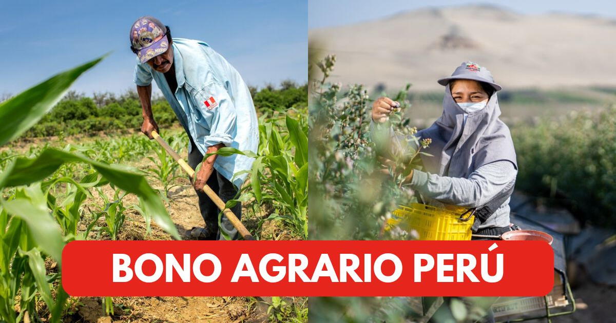 Bono agrario: ¿Congreso peruano entregará un bono de S/500 a productores agrarios?