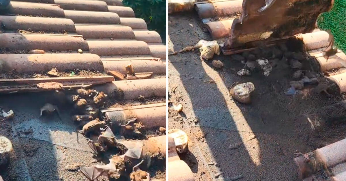 Hombre limpia su techo después de años y descubre nido de peligrosos animales