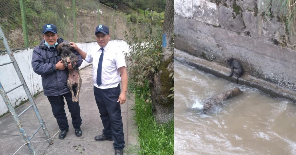 Mira el momento en que rescatan a perrito de las turbulentas aguas del río Huallaga