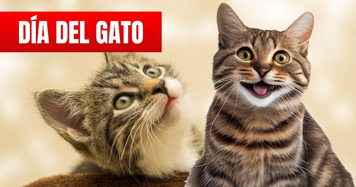 30 frases lindas por el Día del Gato: descarga AQUÍ las dedicatorias más bonitas