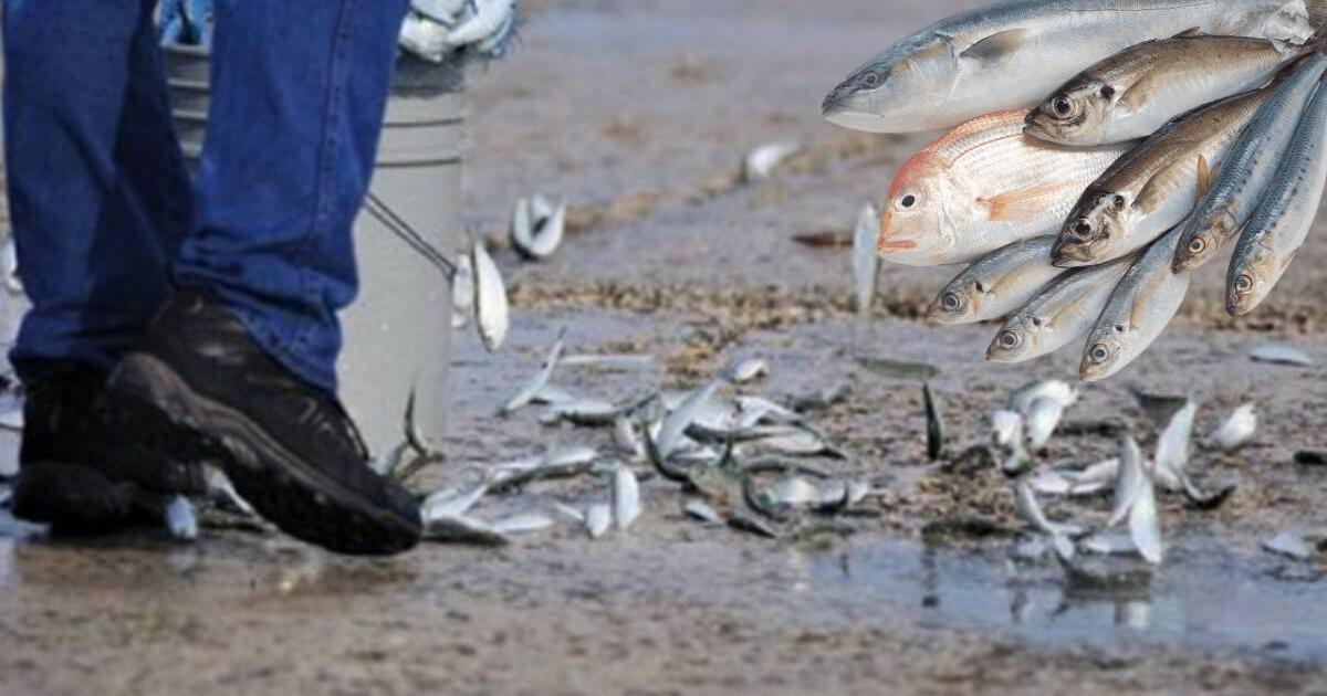 El único país en el mundo en donde 'llueven peces' cada año: ¿Cuál es y a qué se debe?