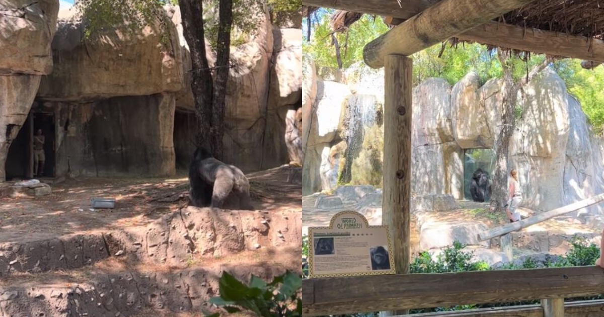 Captan aterrador momento de dos cuidadores escapando de gorila furioso en zoológico