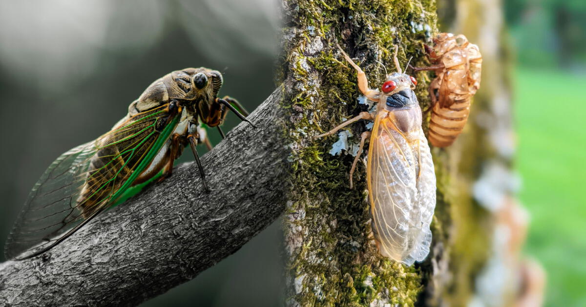 ¿Qué país pronto será invadido por trillones de insectos? La respuesta te dejará atónito