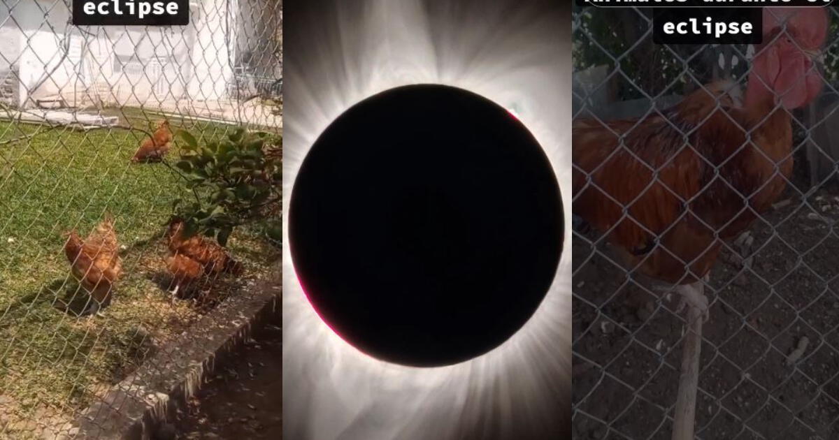 La extraña reacción de unas gallinas al presenciar el eclipse solar del 8 de abril