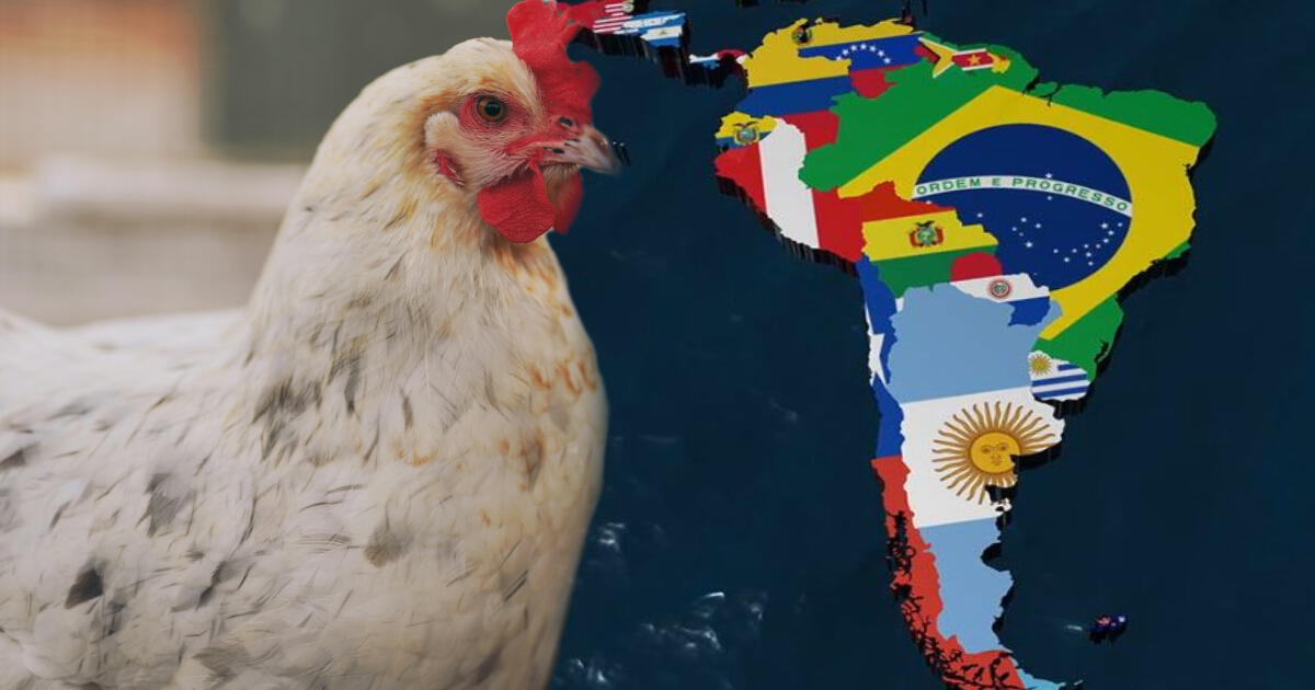 Este es el país de Sudamérica que come más pollo y no es Perú