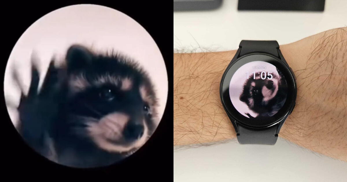 Cómo poner el GIF del mapache Pedro en tu smartwatch: TUTORIAL con el paso a paso