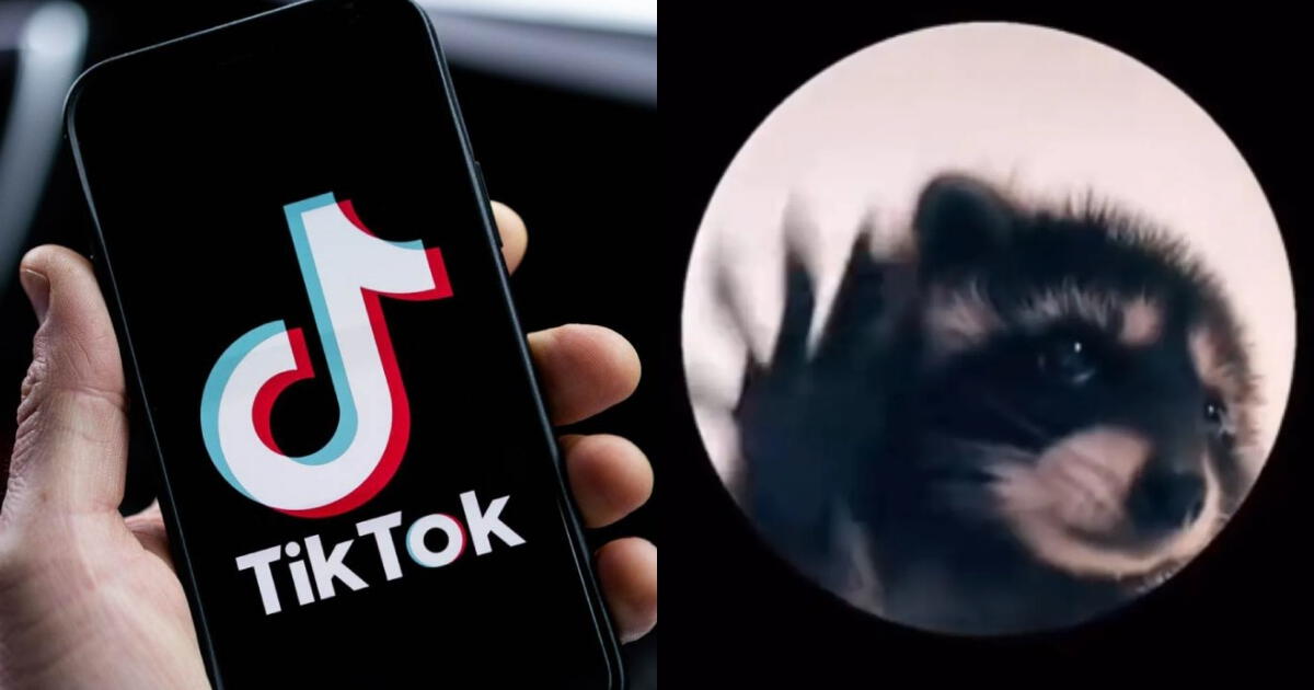 Filtro del mapache Pedro en TikTok: CREA tu propio video con tu mascota