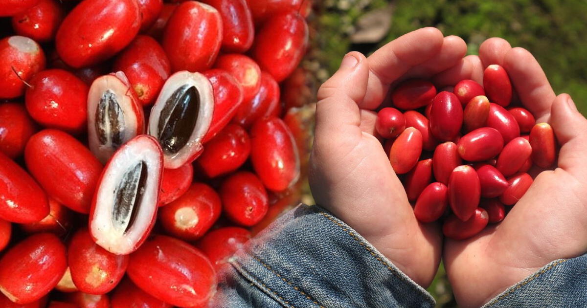 La asombrosa baya que cambia los ácidos en dulces y le dicen “la fruta milagrosa”