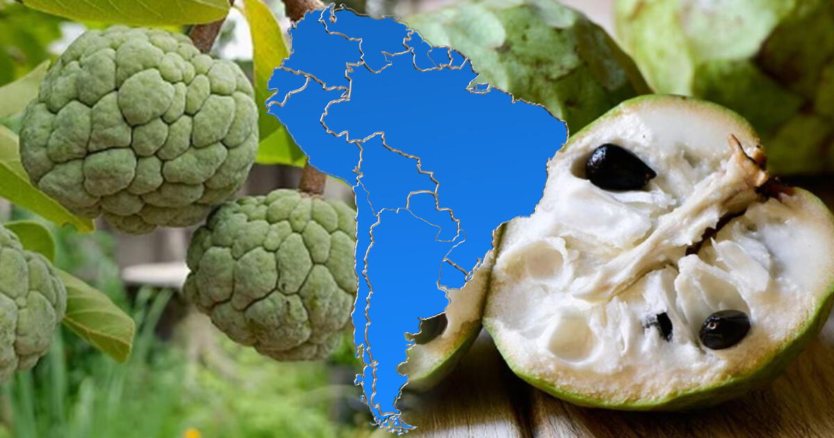 La PODEROSA fruta que crece en SUDAMÉRICA que protege infecciones: españoles la llamaban 